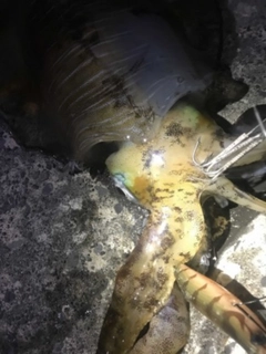 釣果