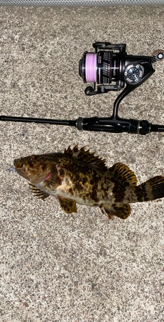 タケノコメバルの釣果