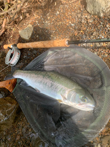 ニジマスの釣果