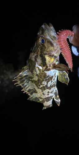 タケノコメバルの釣果