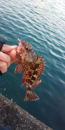 カサゴの釣果