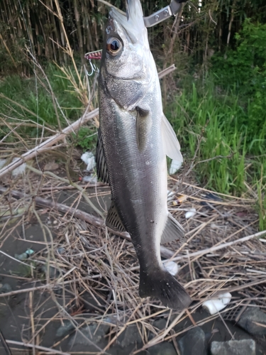 フッコ（マルスズキ）の釣果