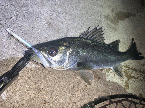 フッコ（マルスズキ）の釣果