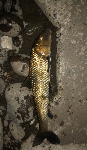 ニゴイの釣果