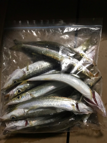 カマスの釣果