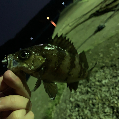 メバルの釣果