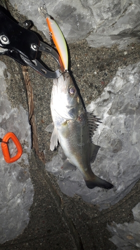 セイゴ（マルスズキ）の釣果