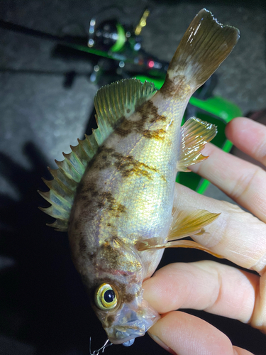 アカメバルの釣果