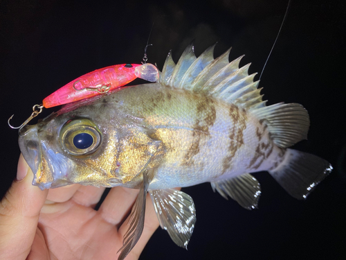 シロメバルの釣果