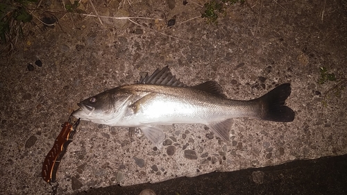 スズキの釣果