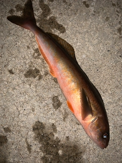 ホッケの釣果