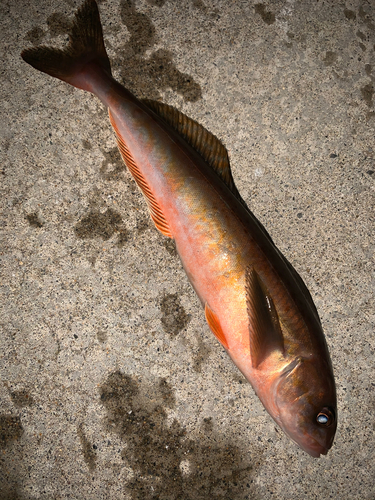 ホッケの釣果