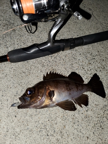 メバルの釣果