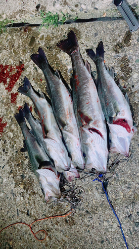 シーバスの釣果