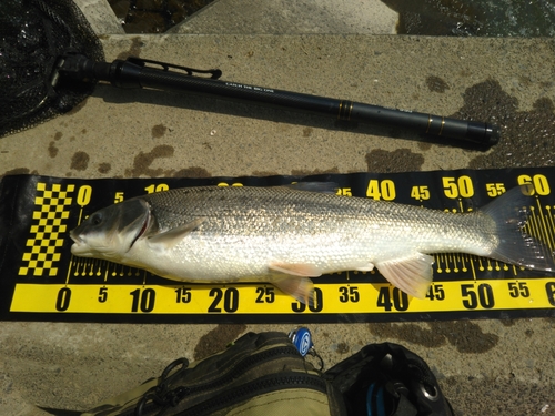 ニゴイの釣果