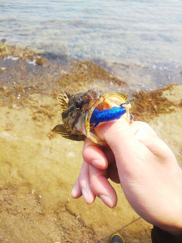 タケノコメバルの釣果