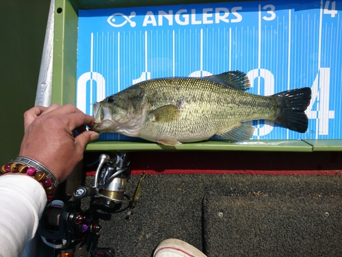 ブラックバスの釣果