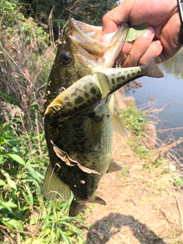 ブラックバスの釣果