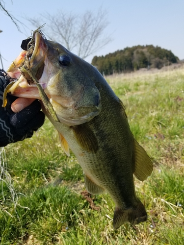 ラージマウスバスの釣果