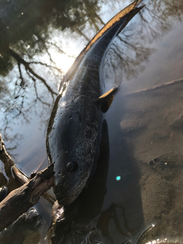 ライギョの釣果