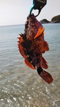 ガシラの釣果