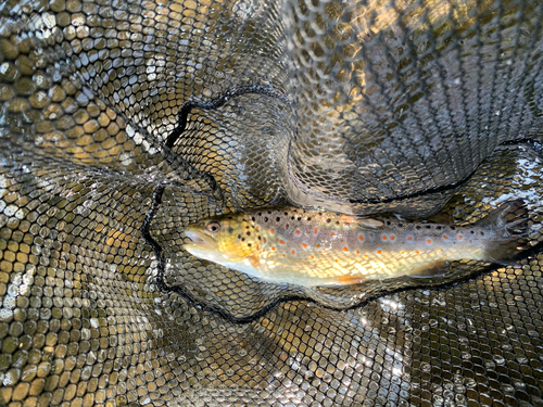 ブラウントラウトの釣果