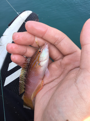 ホシササノハベラの釣果