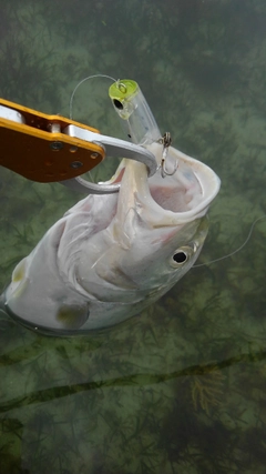 オニヒラアジの釣果