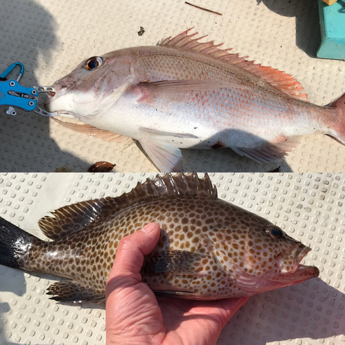 マダイの釣果