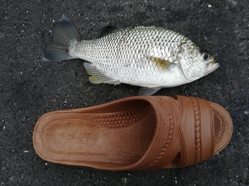 オオクチユゴイの釣果