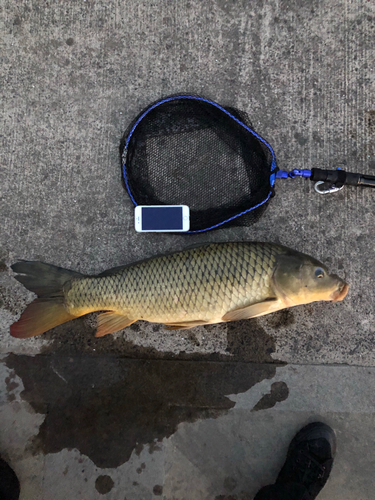 コイの釣果