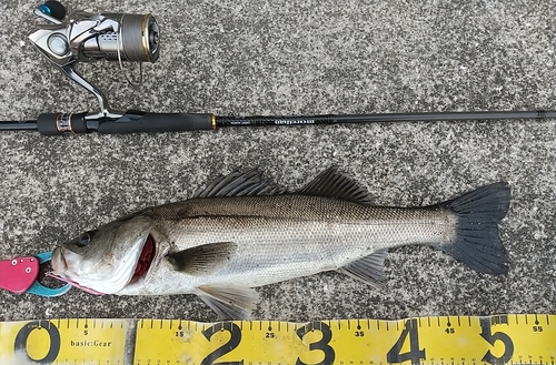 シーバスの釣果