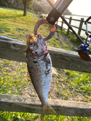 コノシロの釣果