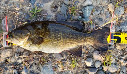 スモールマウスバスの釣果