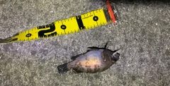 アカメバルの釣果