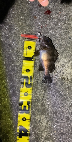 アカメバルの釣果