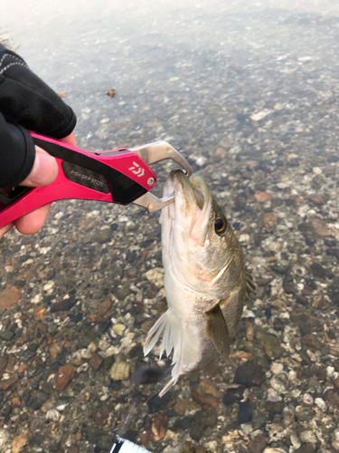 フッコ（マルスズキ）の釣果