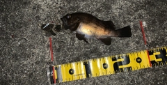 アカメバルの釣果
