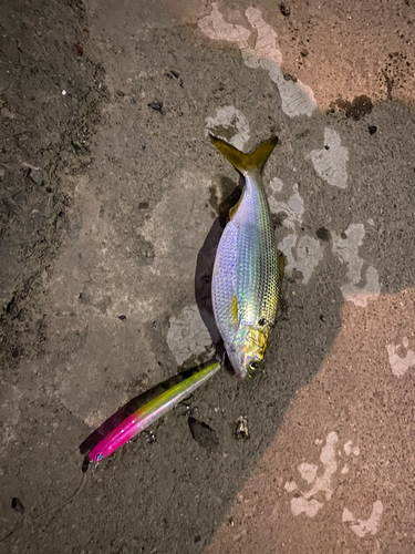 コノシロの釣果