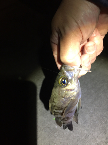 クロメバルの釣果