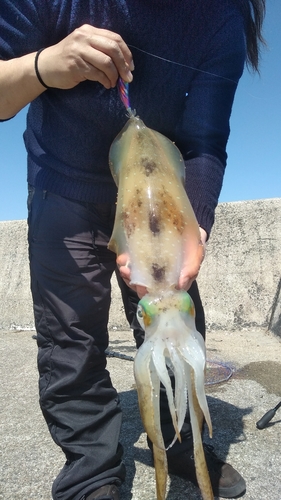 アオリイカの釣果