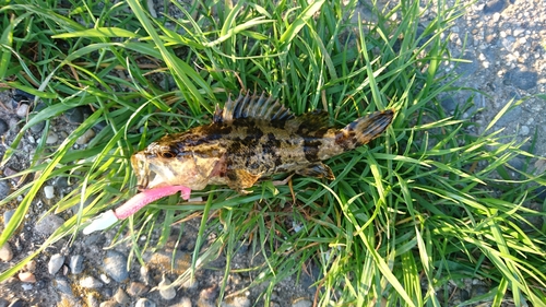 タケノコメバルの釣果