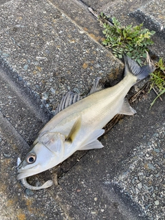 セイゴ（マルスズキ）の釣果