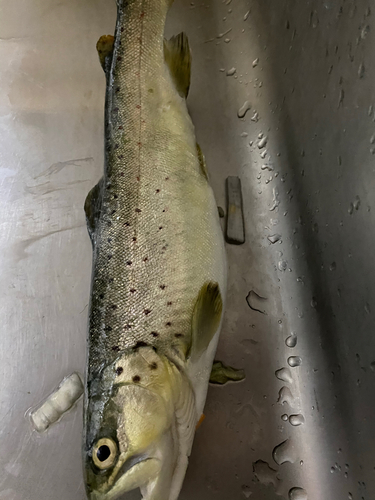 ブラウントラウトの釣果