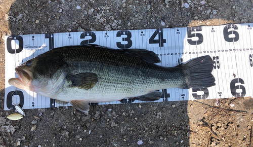 ブラックバスの釣果