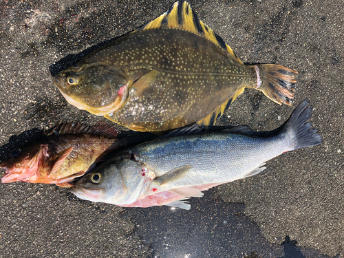 ヌマガレイの釣果