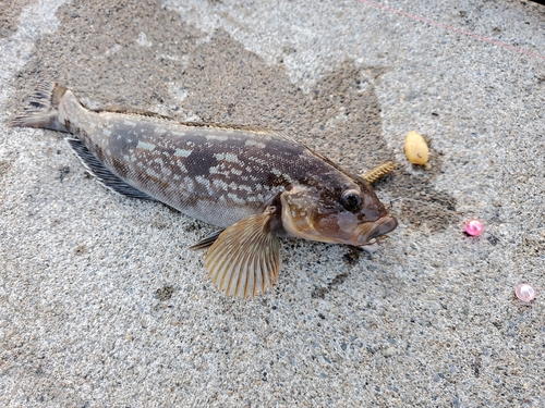 アイナメの釣果