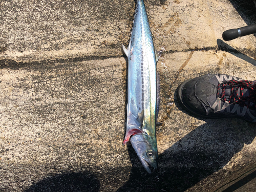 サゴシの釣果