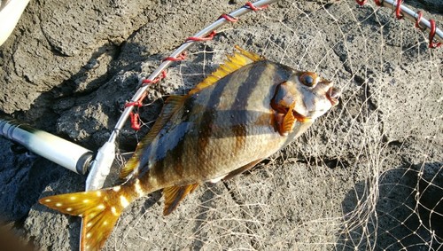 タカノハダイの釣果