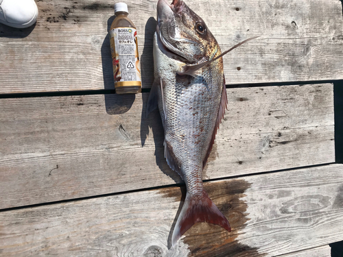 マダイの釣果